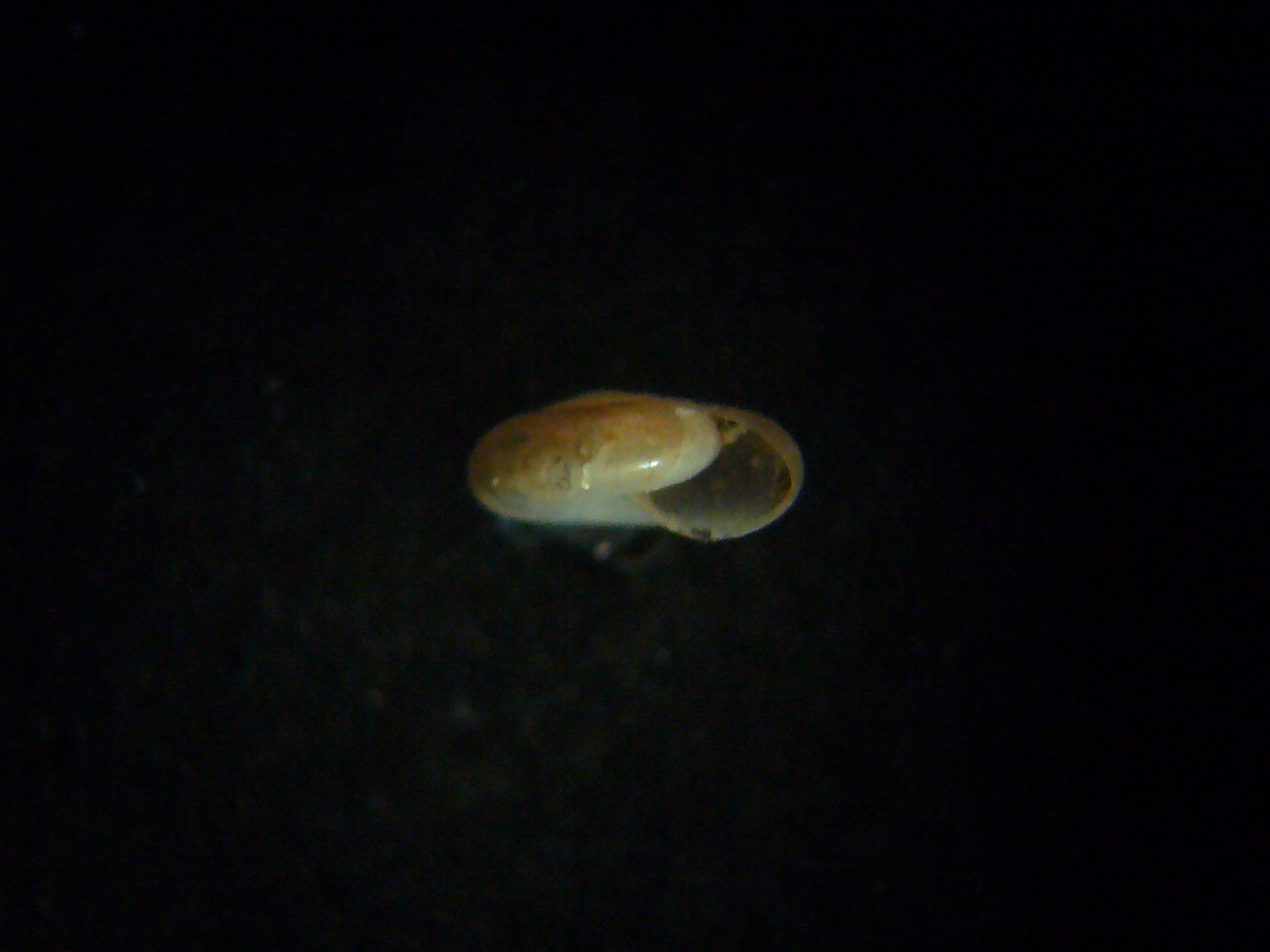 Aiuto